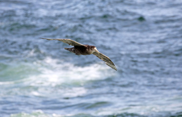 Southern giant petrel, macronectes giganteus, in flight above surfs of Antarctica Ocean