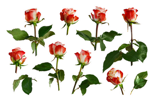 Red with white roses, green leaves. Isolated, white background.