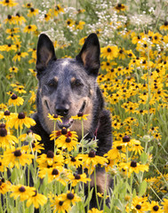 Dog in Black-Eyed Susans