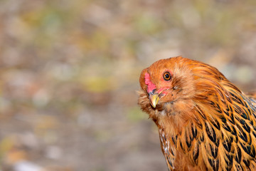 Curious Chicken