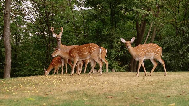 Slow motion video of wild Deer family group move in wild nature of Sri Lanka national park Yala. Beautiful animals in protected fauna and flora reserve sanctuary seen during safari tour