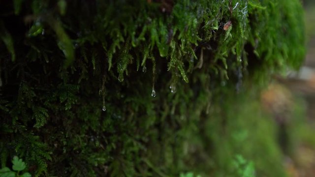 Water drop running down the moss growing on the side of the rock. Green moss with water droplet video. 