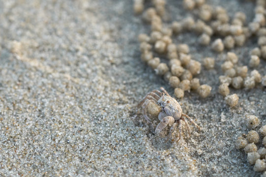 Soldier crab or Mictyris (Dotilla wichmani De Man). Small crabs eat humus and small animals found at the beach as food. Not very far from the hole. If you are disturbed, run away. Sand dunes