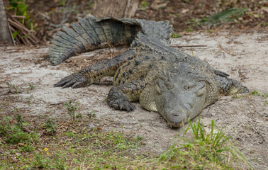 very old crocodile is looking at you