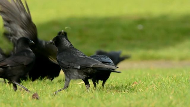 Carrion Crow, Crow, Corvus Corone