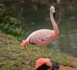 pink flamingo is staring at you