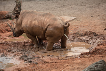 rhino marking territory