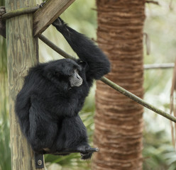 siamang side profile 