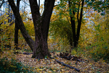 Fototapeta premium Autumn landscape in the Park.