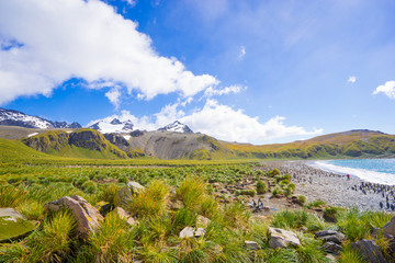 Naklejka premium beautiful rocky beach with penguins