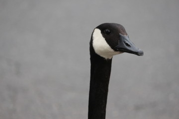 Canadian Goose 