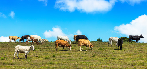 Gado pastando na colina.