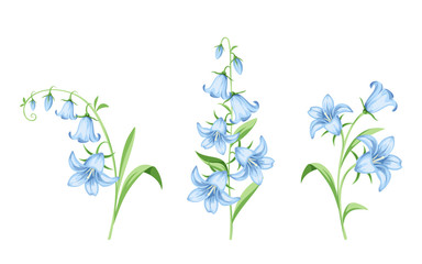 Fototapeta na wymiar Set of vector blue bluebell flowers isolated on a white background.