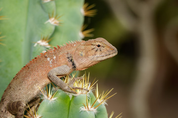 Image of a chameleon on nature background. Reptile. Animal.