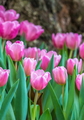 Fototapeta premium Close-up of pink tulips in a field ,pink tulips in the garden, pink tulip with bokeh.