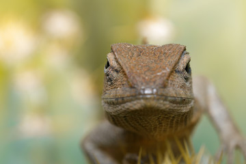 Image of a chameleon on nature background. Reptile. Animal.