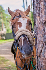 Horses Brown outdoors farm countryside close-up domestic cute