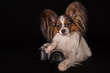 Beautiful dog Continental Toy Spaniel Papillon with camera on black background
