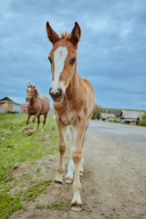 Horses Brown outdoors farm countryside close-up domestic cute