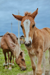 Naklejka na ściany i meble Horses Brown outdoors farm countryside close-up domestic cute