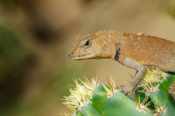 Image of a chameleon on nature background. Reptile. Animal.