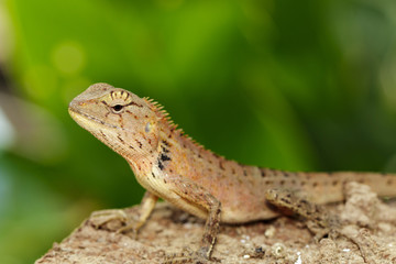 Image of a chameleon on nature background. Reptile. Animal.