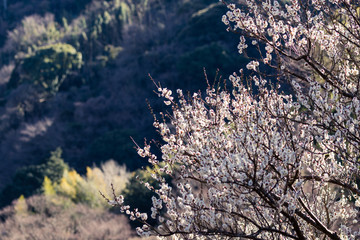 梅の花