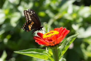 Butterfly on Flower #2