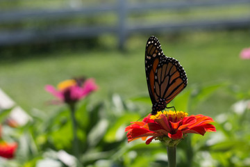 Butterfly on flower #1