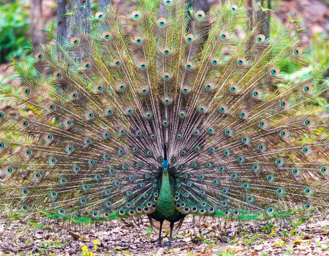 Peacock in Full Display, Beautiful Peacock in the forest, Thailand