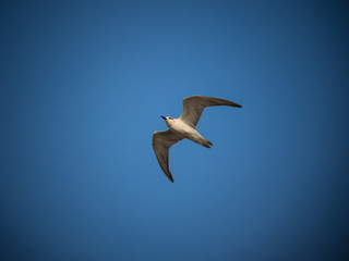 Fototapeta na wymiar Bird flying on the blue sky