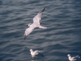 a little seagull
