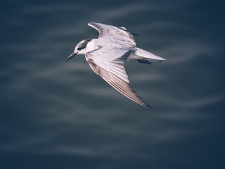 a little seagull flying