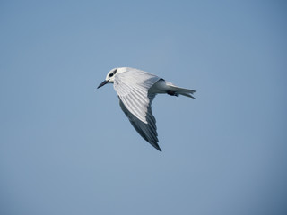 Fototapeta na wymiar a little seagull flying on the sky