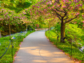 Naklejka premium Cherry blooms along the garden walkway