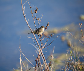 marsh wren perched in the reeds of the wetlands at sunrise
