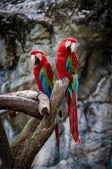 Colorful macaw on branch