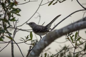 vireo hides in branches at sunset