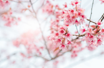 Beautiful Wild Himalayan Cherry Blossom in Phu Lom Lo