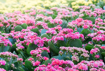 beautiful pink Kalanchoe flower in garden