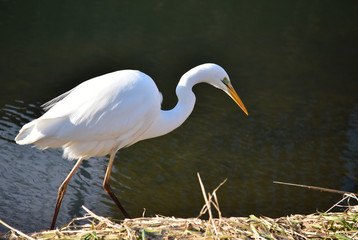 川岸を歩く冬のダイサギ