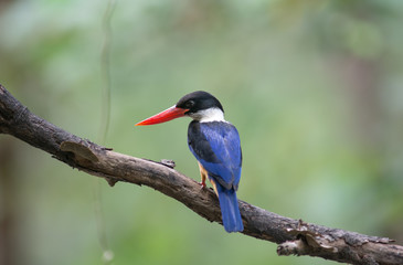 Black-capped Kingfisher (Halcyon pileata)