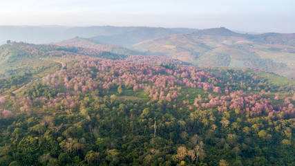Pink sakura tree or Wild Himalayan Cherry on mountain