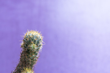 Obraz premium Close up minimal neon mood of Cactus.