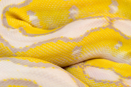 macro photo of a ball python skin