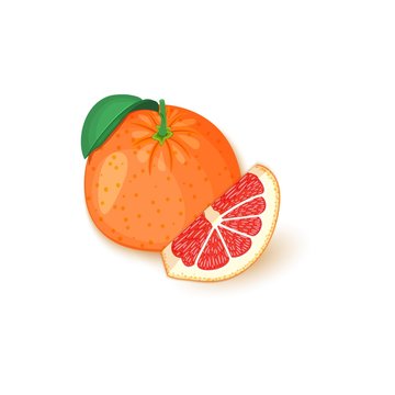 Composition of tropical grapefruit fruits. Vector card illustration. Group of ripe vector citrus pomelo fruit whole and slice for design of food packaging breakfast, detox, cosmetics cream, jam, juice