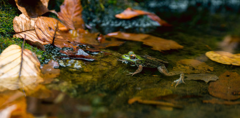 Obraz na płótnie Canvas Green Frog in Water Among Leaves 