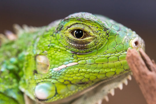 Profile macro photo of a green Iguana