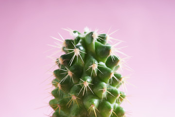 cactus on color background