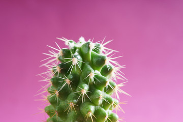 cactus on color background